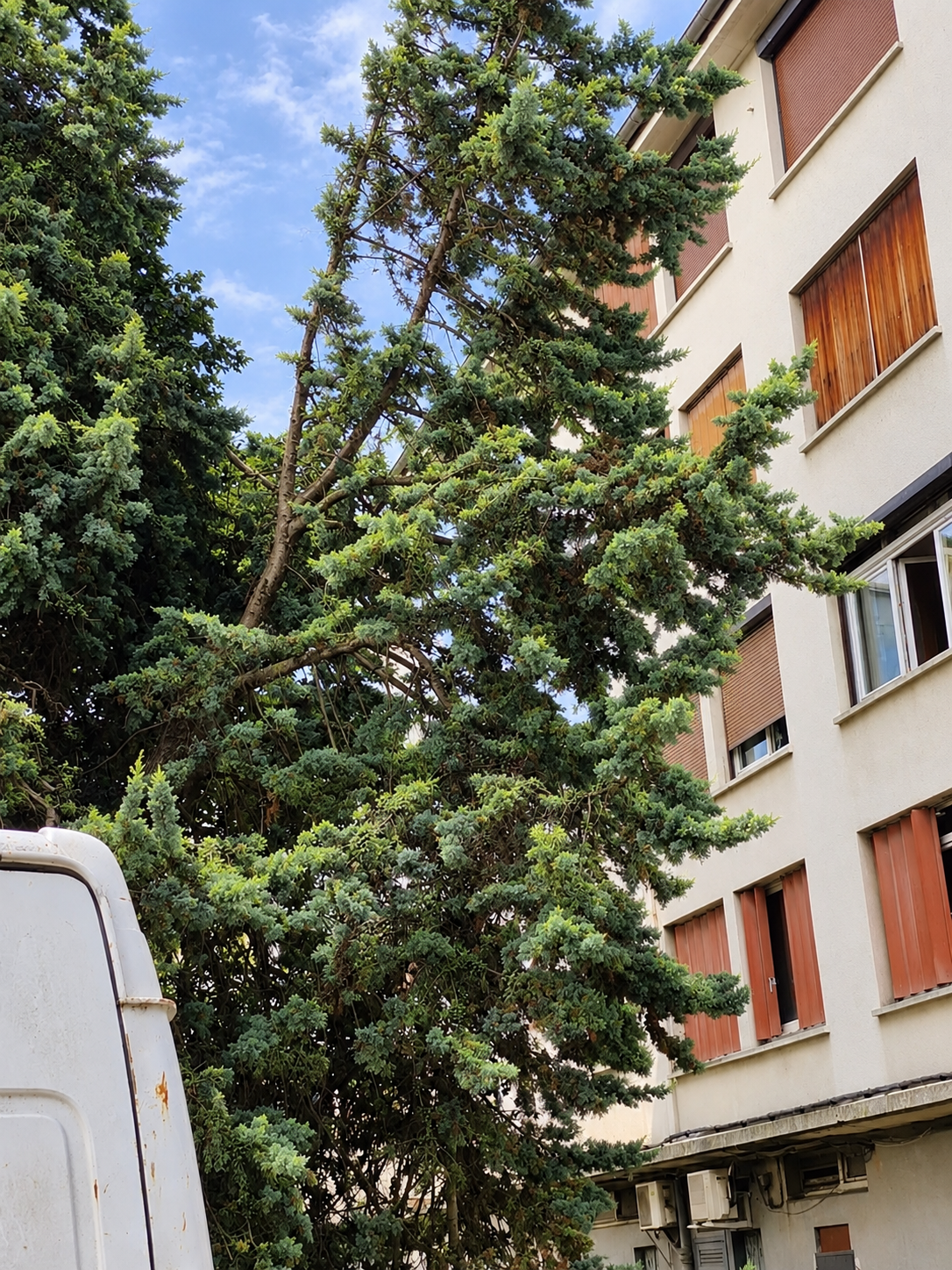 Branches du conifère avant intervention