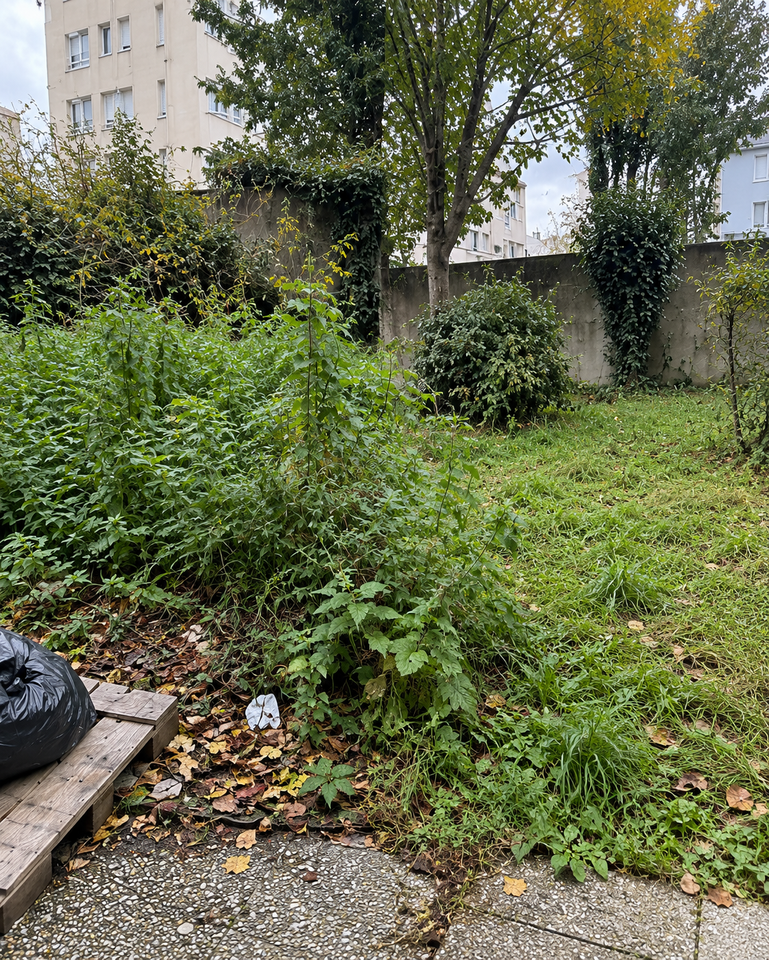 Cour jardin avant entretien