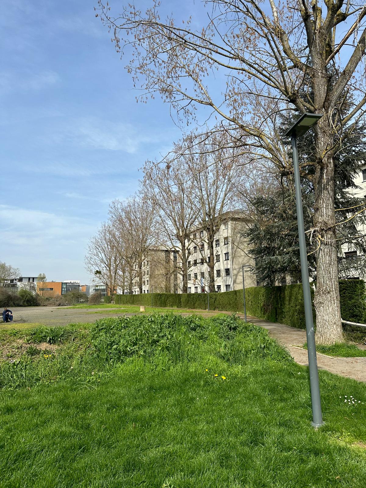 Pelouse avant entretien